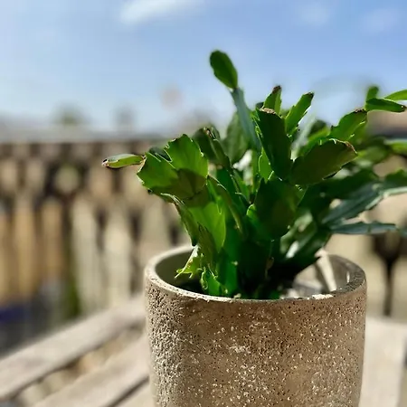 Lägenhet Simons Minutes Away From Balluta Bay And St Julians *