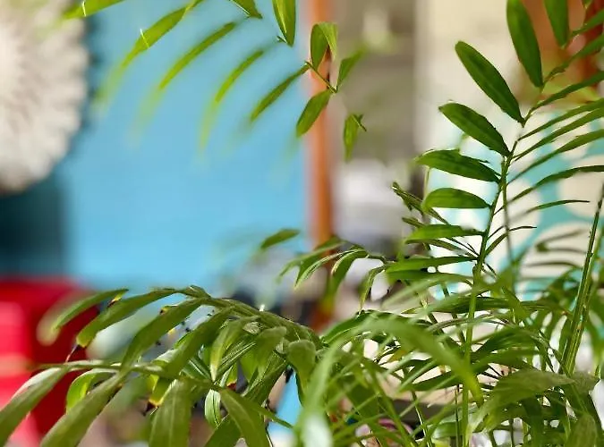 Simons Minutes Away From Balluta Bay And St Julians *